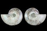 Cut & Polished Ammonite Fossil - Agatized #88213-1